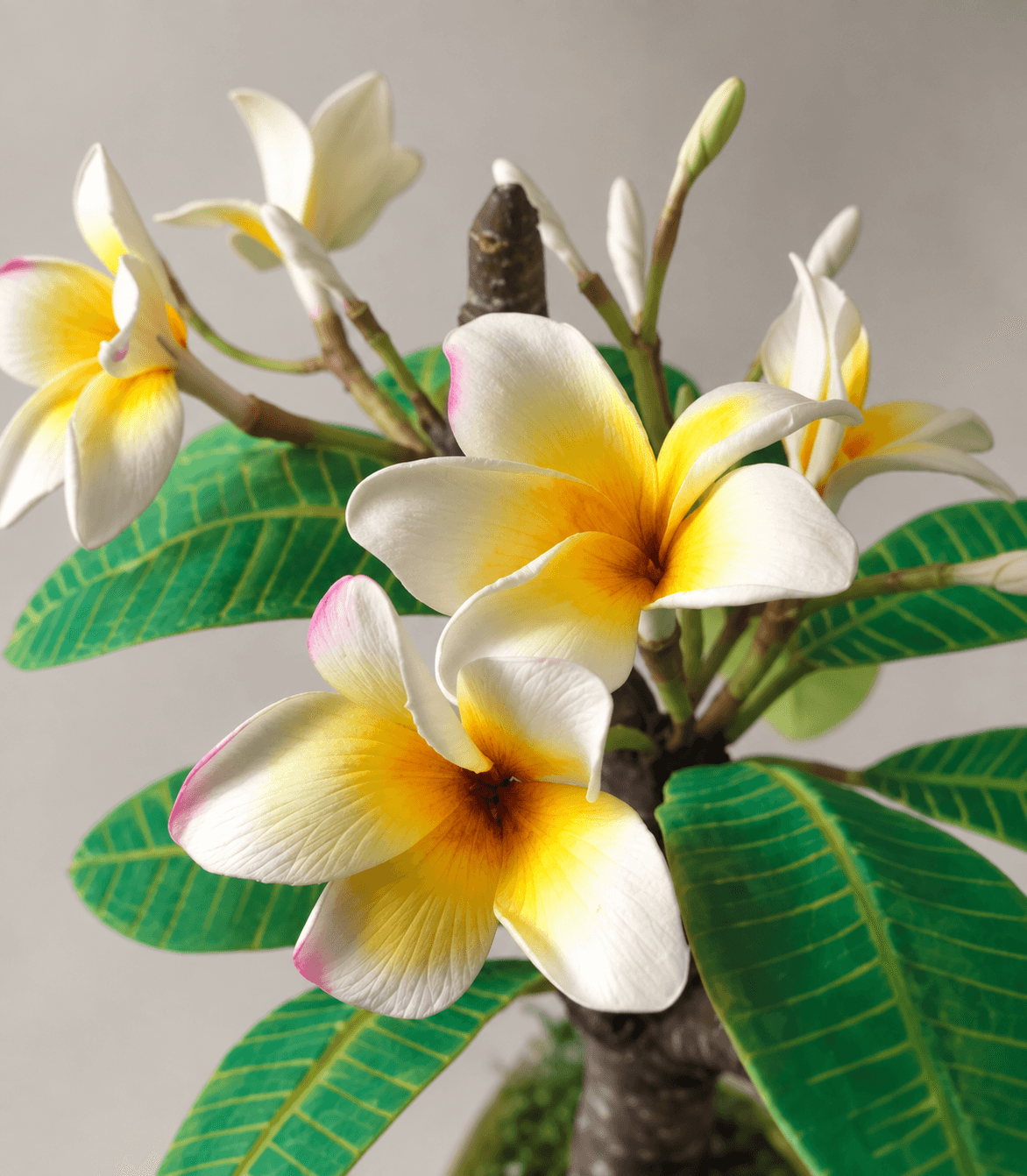 Handmade Plumeria Bonsai – Cold Porcelain Floral Sculpture
